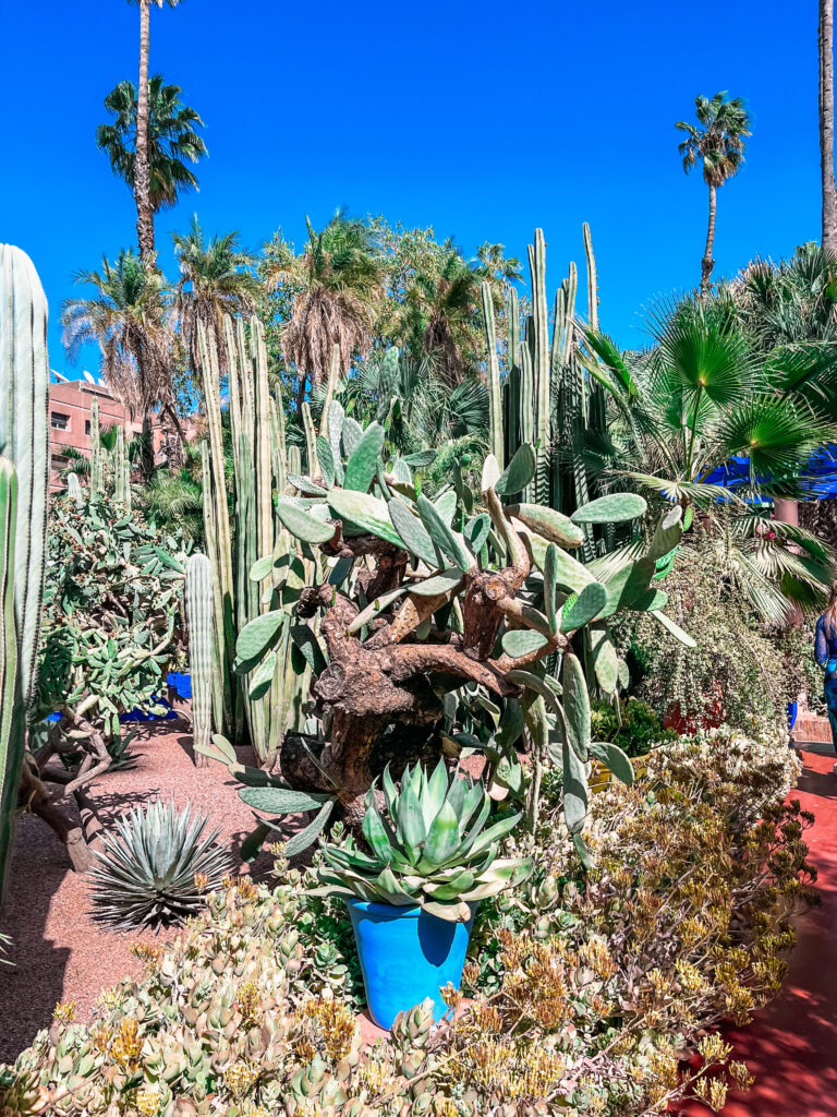 YSL gardens Marrakesh