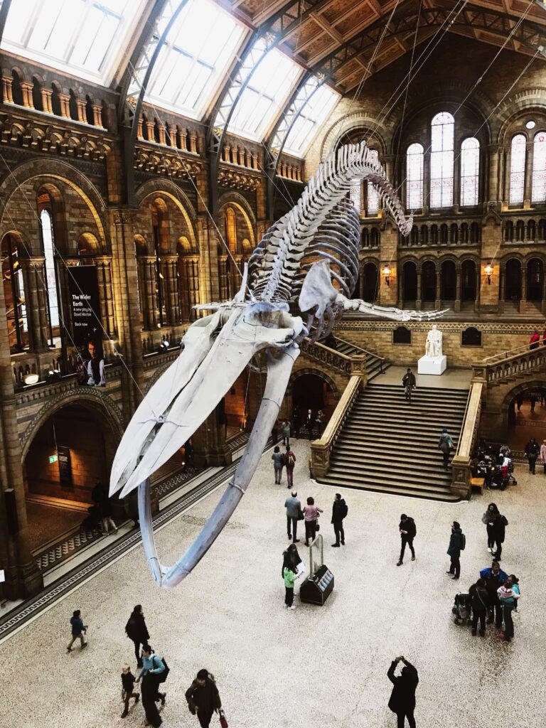 Whale skeleton on display at London's natural history Museum