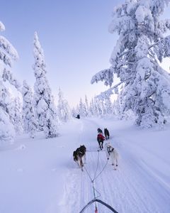 100+ Awesome Lapland Instagram Captions for Your Next Trip